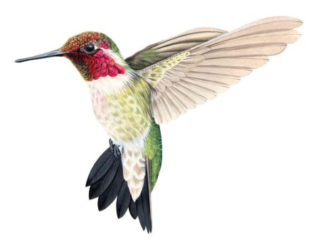 Ruby throated hummingbird