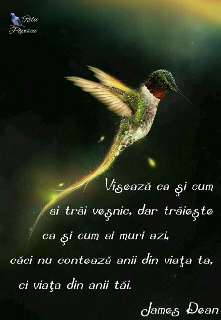 Птичка колибри