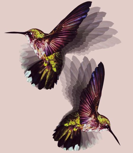 Колибри рисунки