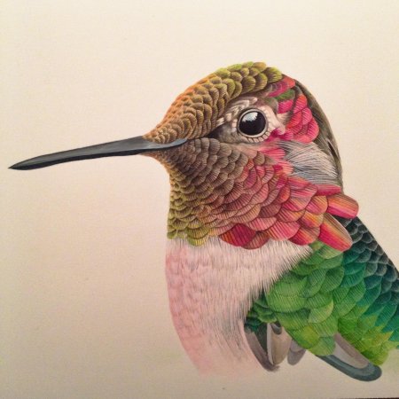 Калипта анны птица