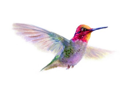 Topaza pella колибри