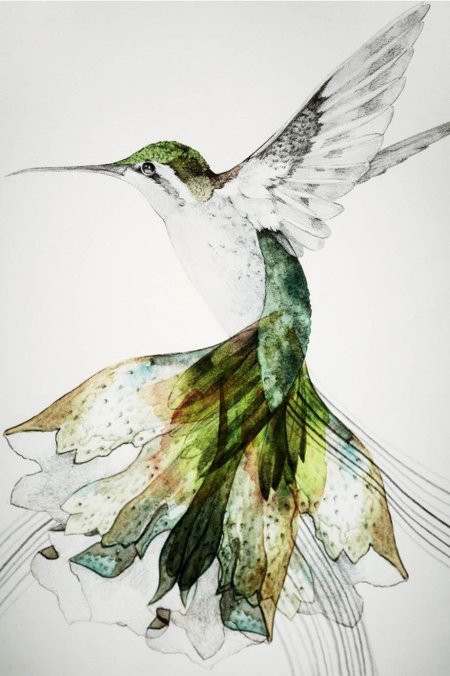 Колибри акварель