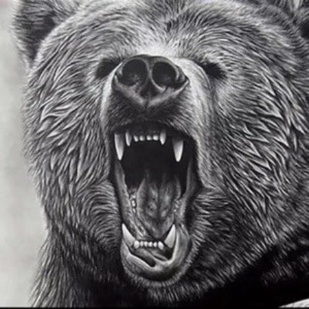 Оскал медведя эскиз