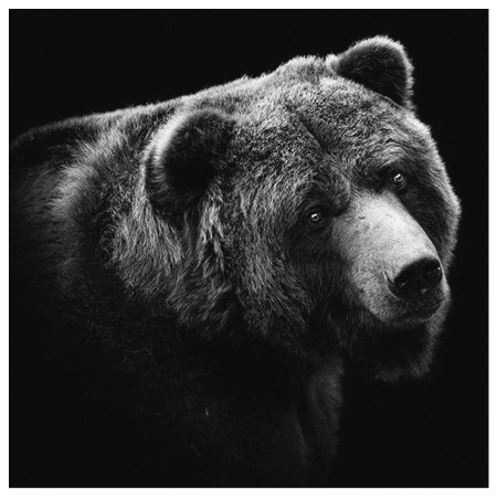 Медведь черно белый