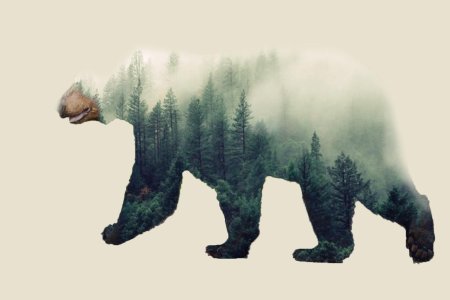 Медведь лес