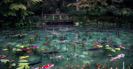 Пруд моне в японии