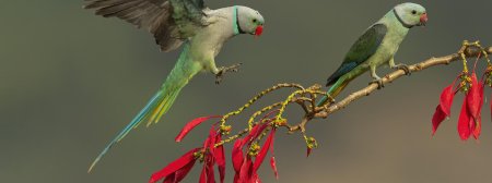 Ожереловый попугай