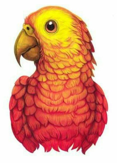 Рисунки попугаев