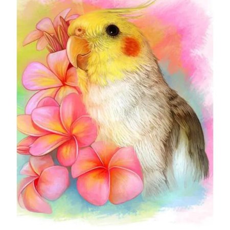 Попугаи корелла