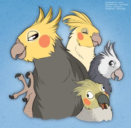 Попугай корелла рисунок