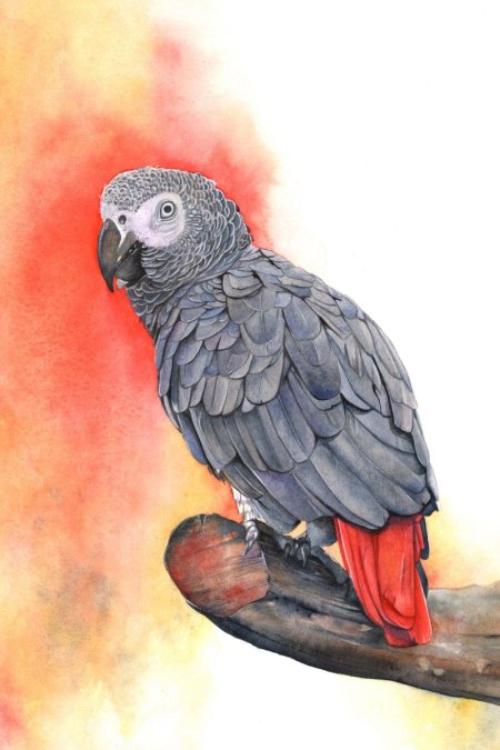 Жако попугаи