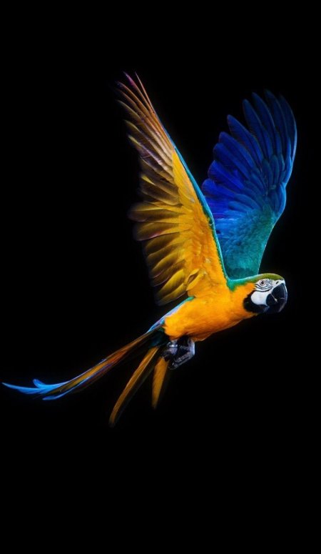 Попугай в полете