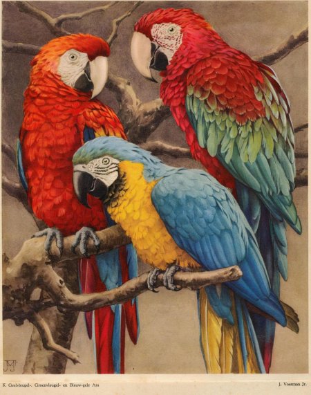 Акварельная живопись попугаи ара жако
