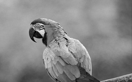 Попугай черно белый