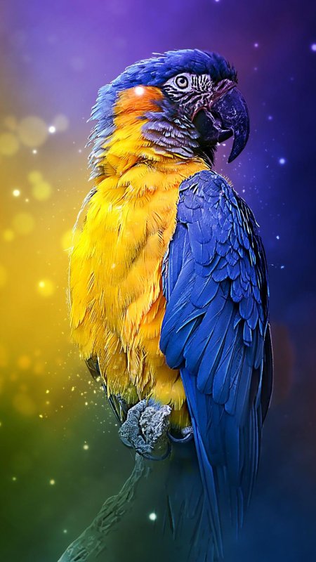 Желто-синий попугай какаду