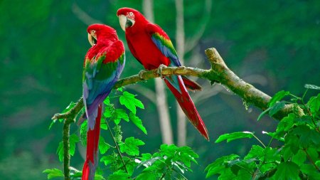 Попугай ара зеленокрылый