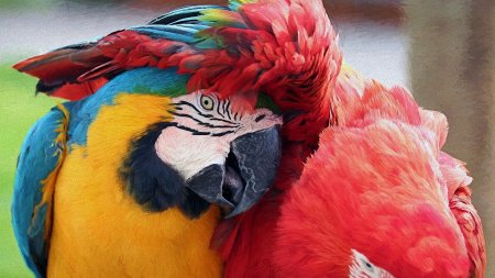 Попугай ара красный