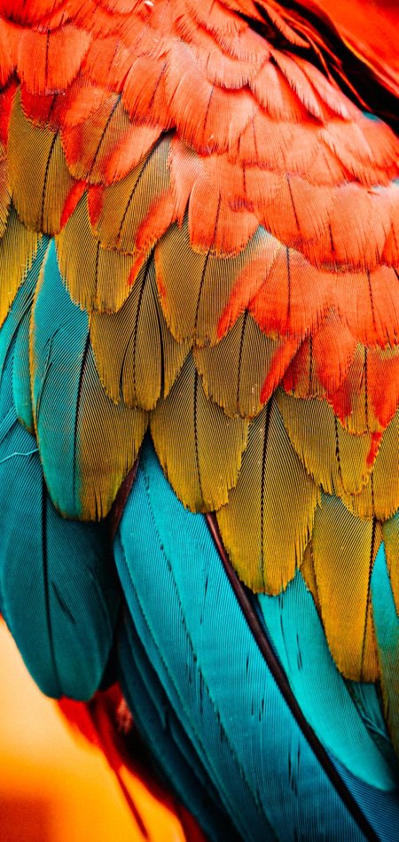 Перья попугая