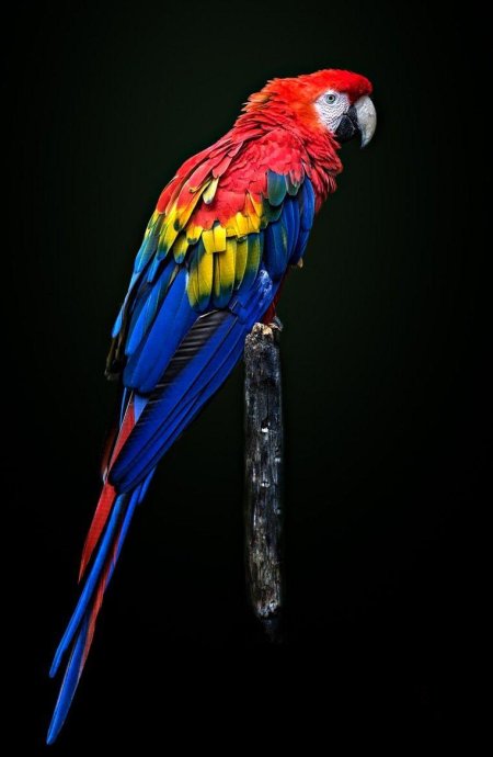 Попугай лорикет красный