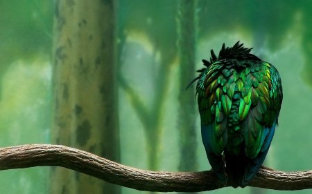 Райская птица