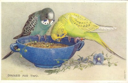 Волнистый попугай рисунок