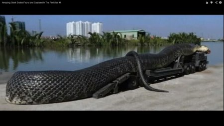 Самая большая в мире анаконда 40 метров
