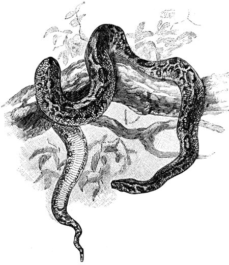 Змея карандашом