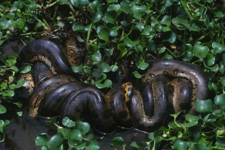 Река амазонка змея анаконда