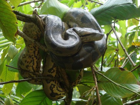 Анаконда змея