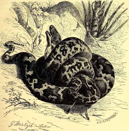 Змея гравюра