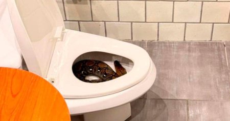 Змея в туалете