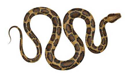 Бушмейстер (lachesis muta)