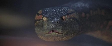 Анаконда змея