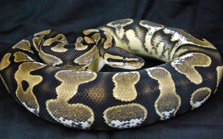 Кольчатые питоны