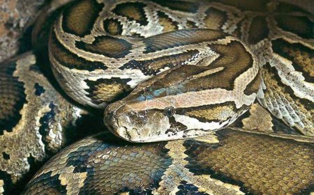 Питон тигровый