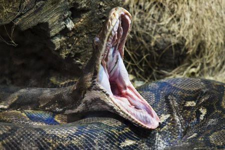 Питон анаконда змея