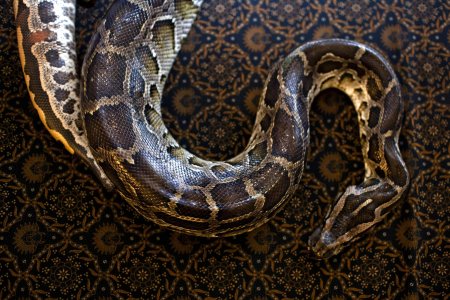 Габонский питон