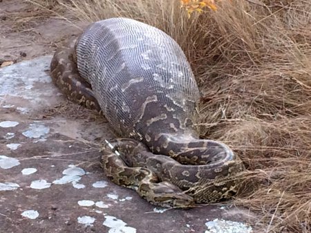 Питон удав анаконда