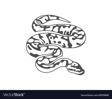 Python snake