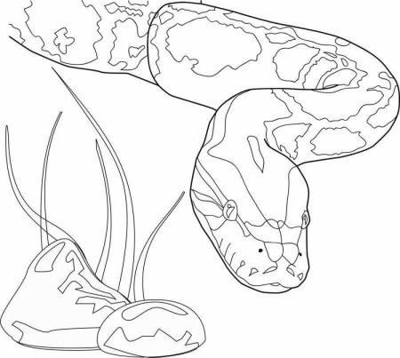 Удав раскраска