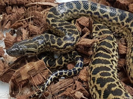 Желтая парагвайская анаконда