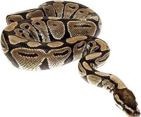 Питон на белом фоне