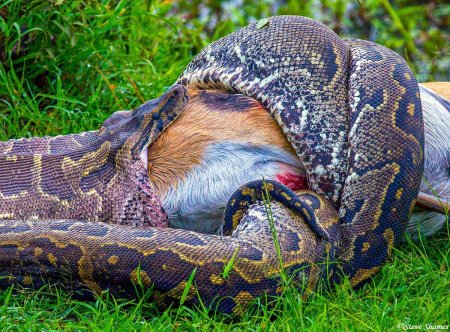 Питон заглатывает антилопу