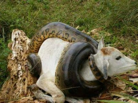 Анаконда заглатывает крокодила