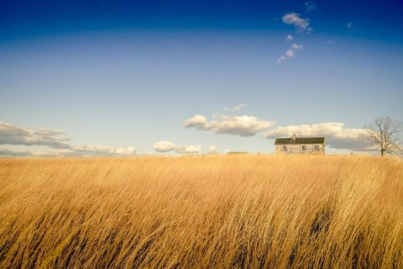 Пшеничное поле