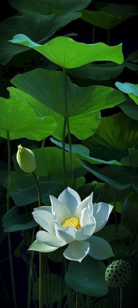 Белый лотос nymphaea lotus
