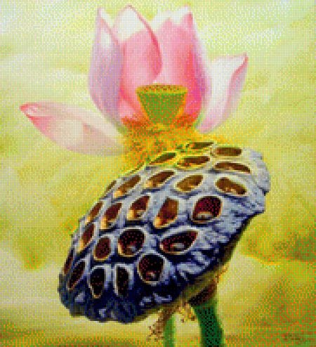 Трипофобия лотос орехоносный