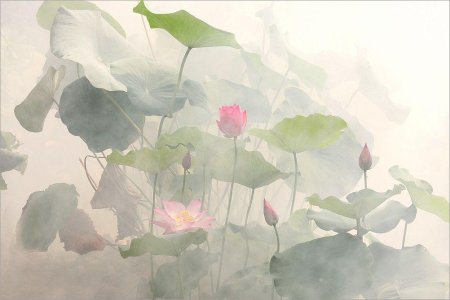 Китайская живопись лотосы кувшинки