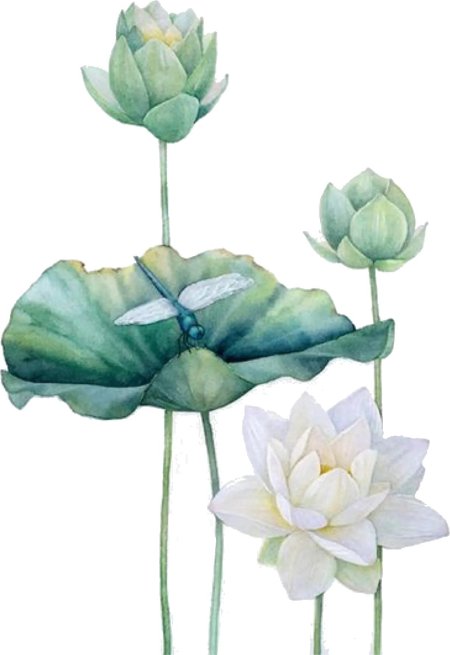 Лотос акварель