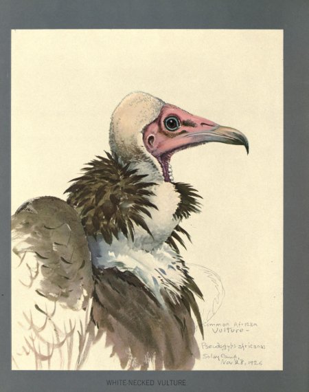 Птица стервятник